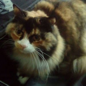 Meet your Posher, Kira